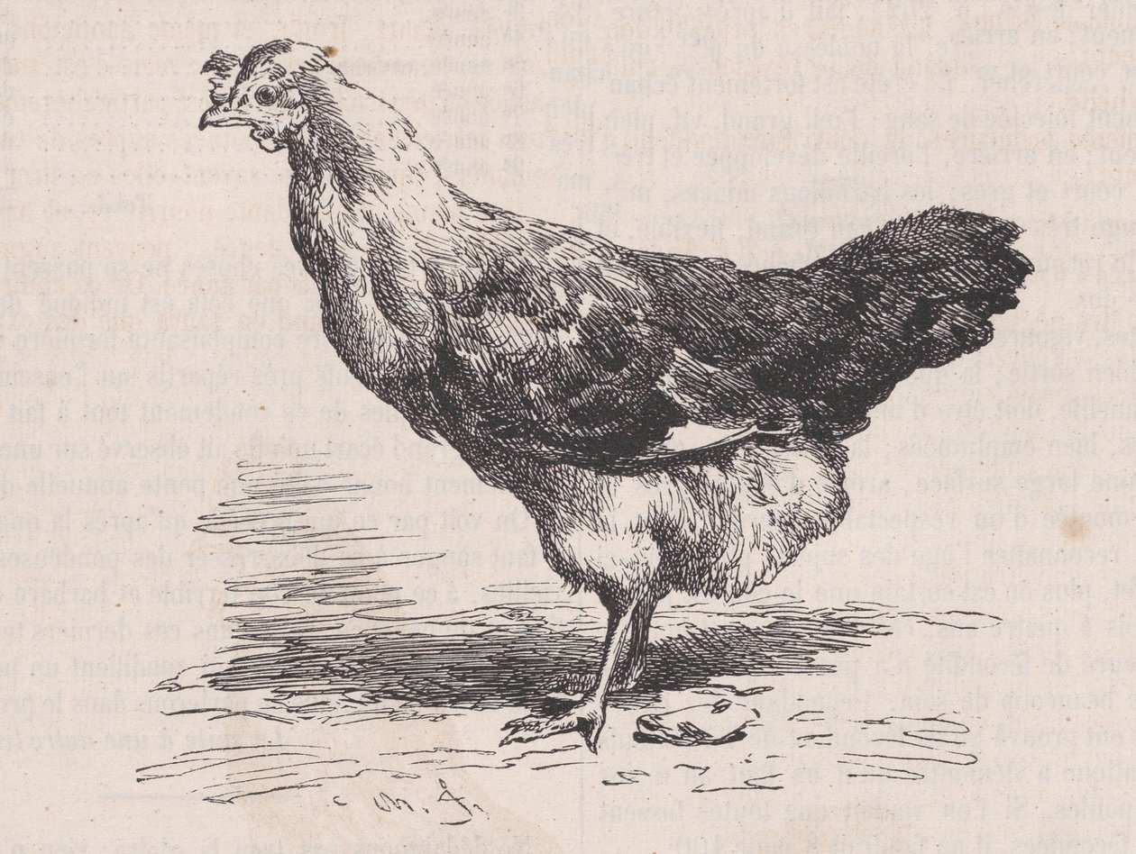 Gallina francesa ordinaria, mala ponedora, del Magasin Pittoresque, ca. 1852 de Charles Emile Jacque