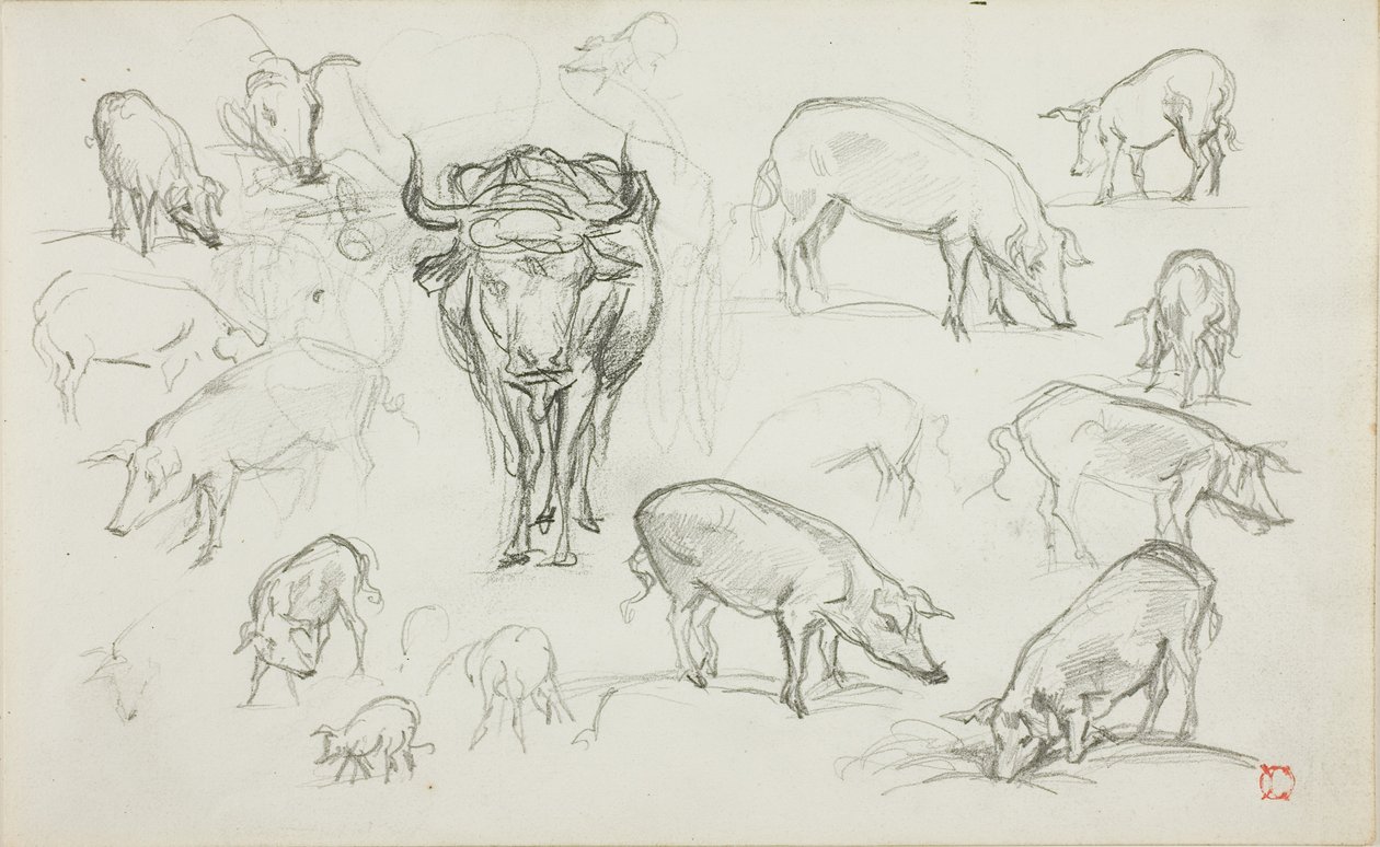 Bocetos de cerdos y un buey de Charles Francois Daubigny