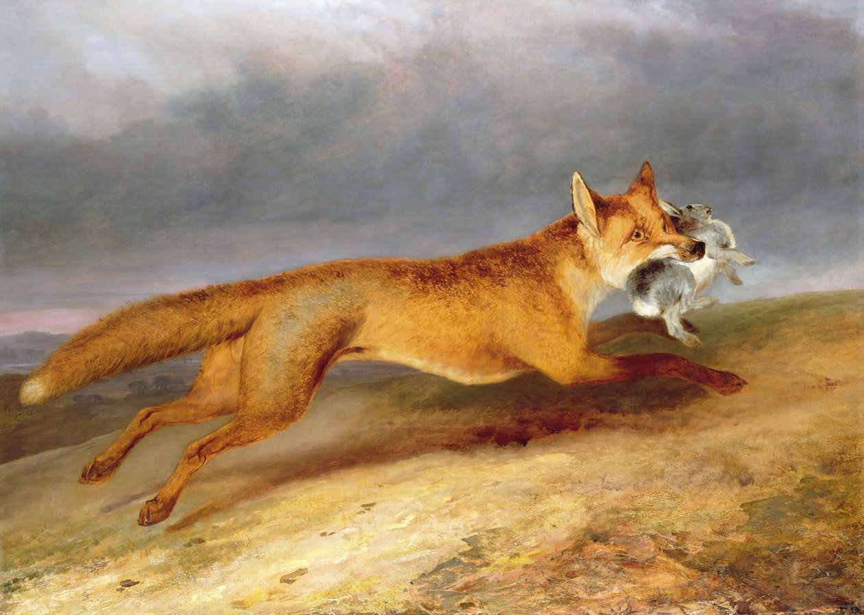 Zorro llevándose un conejo de Charles Hancock