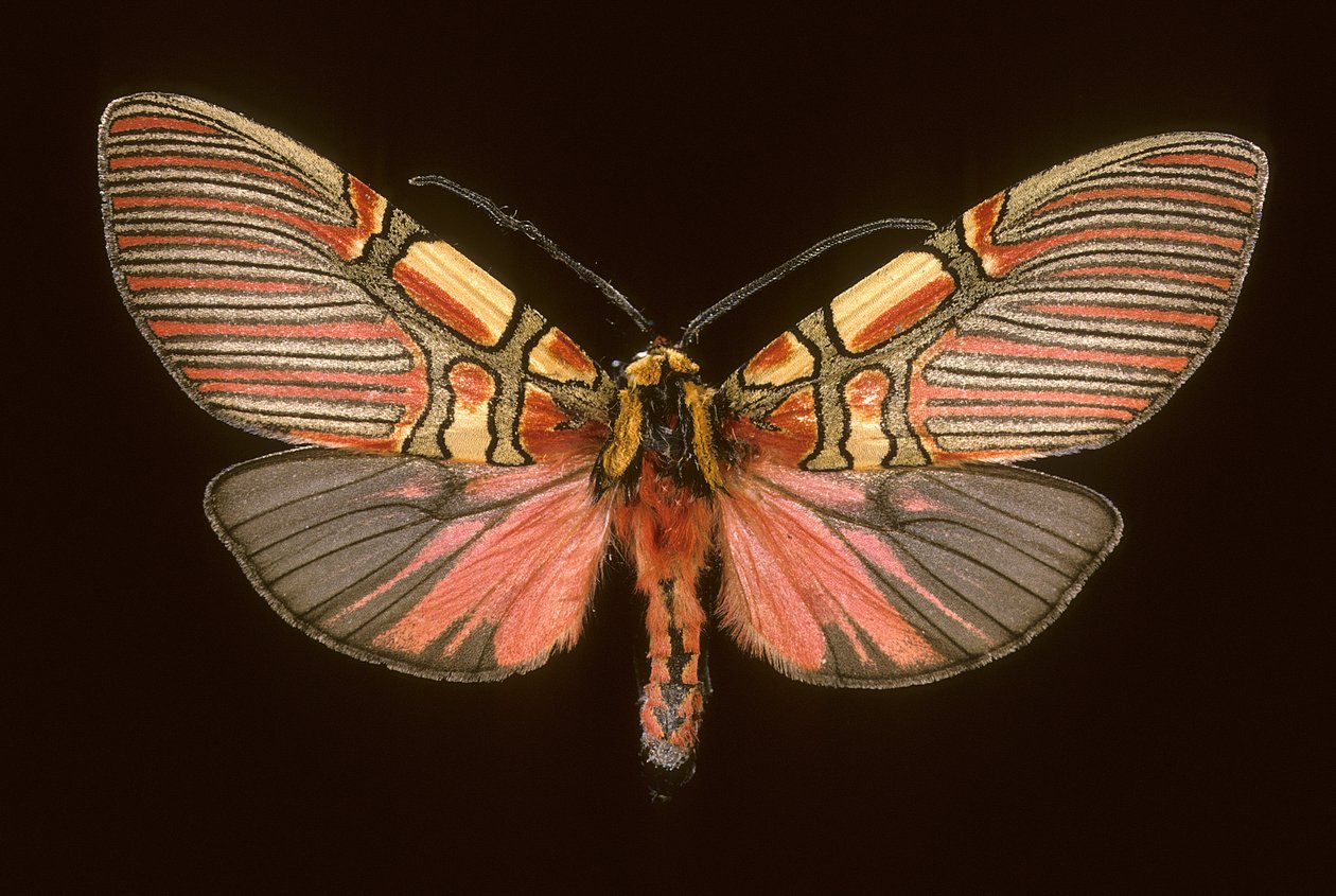 Anaxita constricta de Augustus Kollner