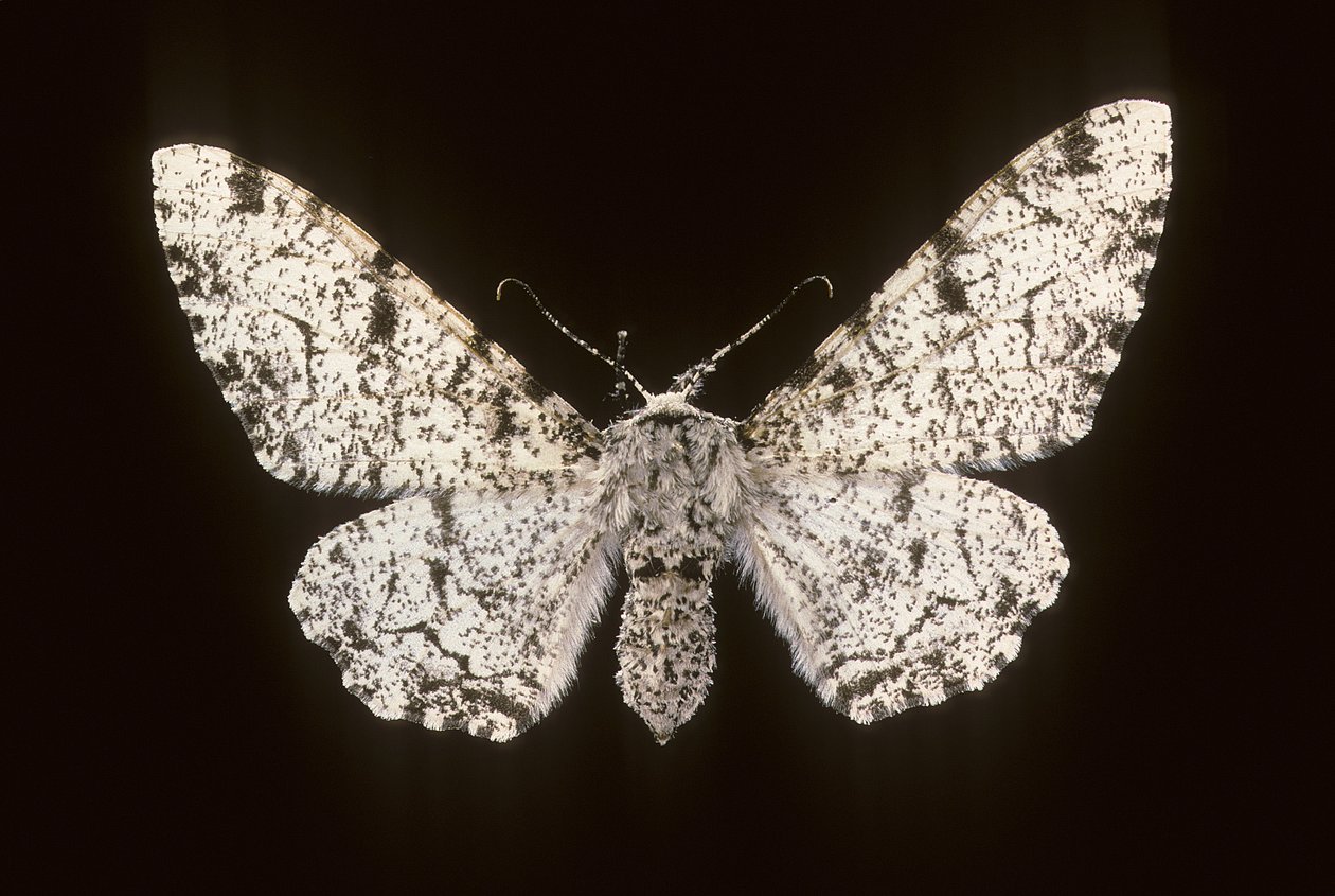 Betularia biston de Augustus Kollner