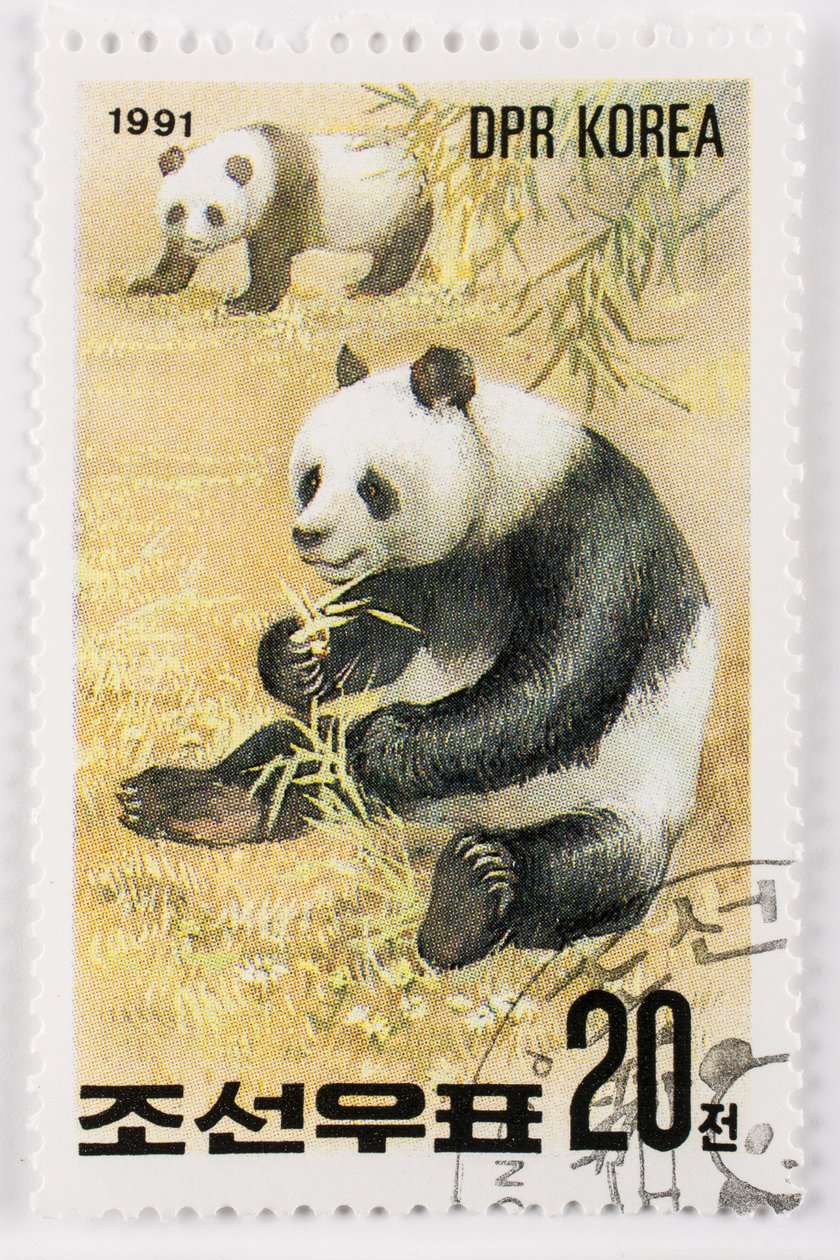 Sello, Corea del Norte, Ailuropoda melanoleuca, Gran panda, Panda gigante de Augustus Kollner