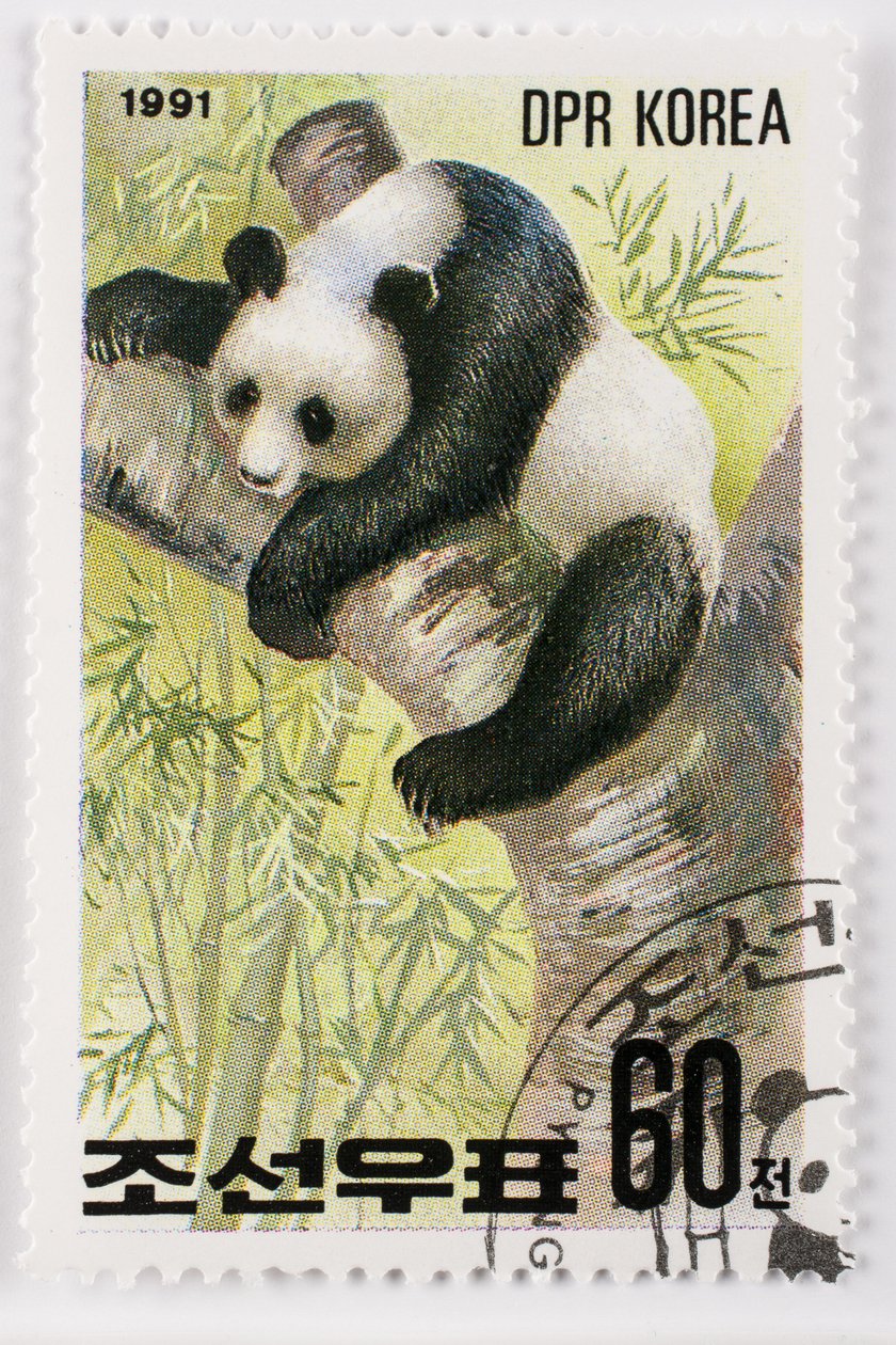 Sello, Corea del Norte, Ailuropoda melanoleuca, Gran panda, Panda gigante de Augustus Kollner