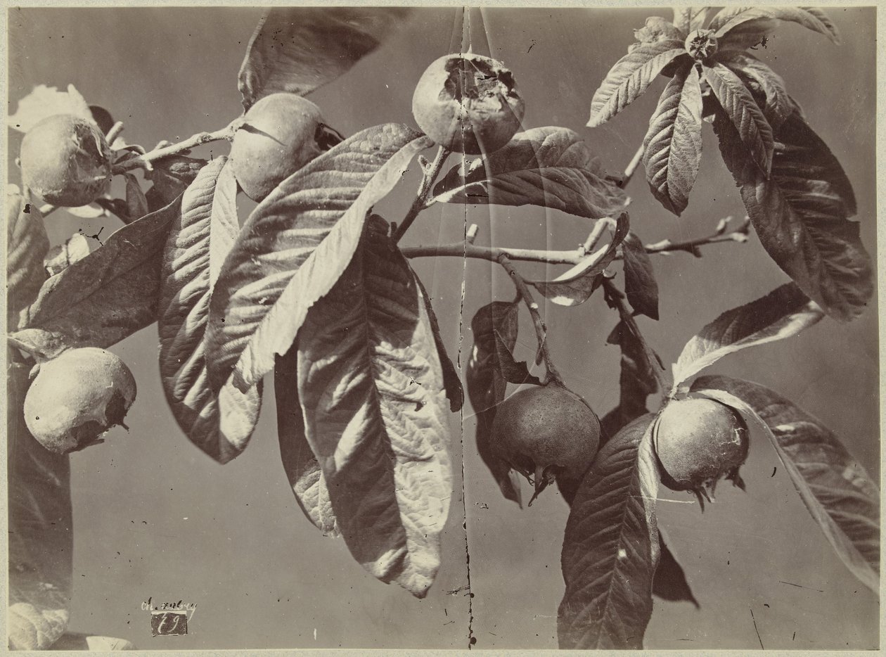 Bodegón con nísperos de Charles Hippolyte Aubry