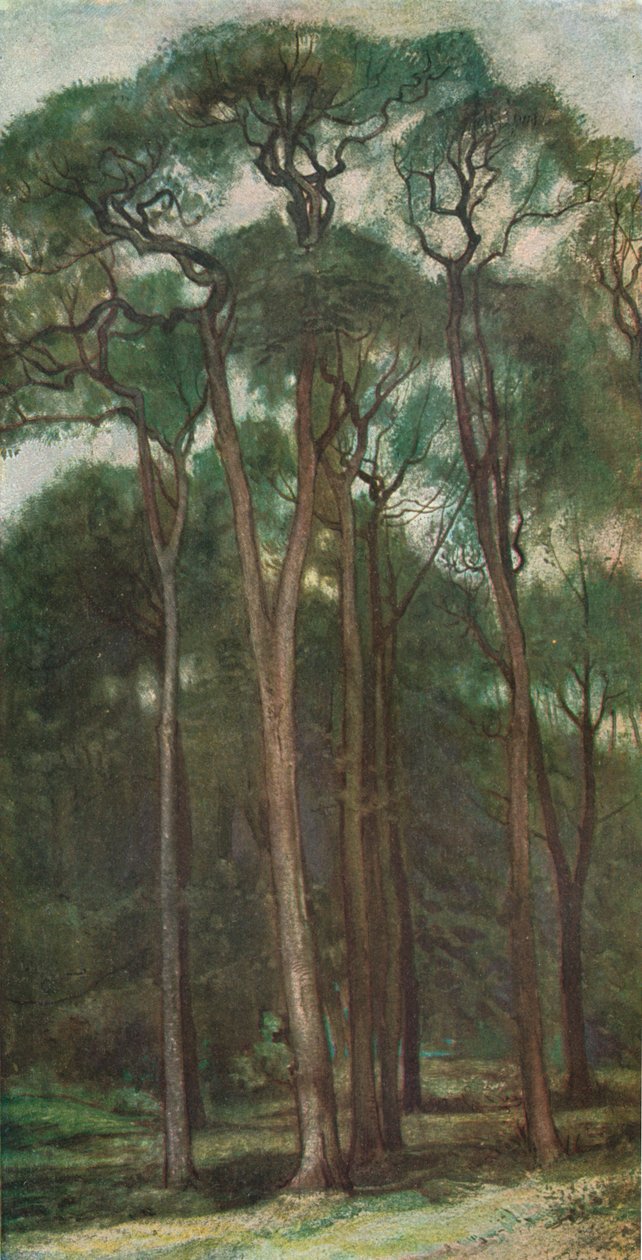 Estudio de árboles de Charles Holroyd