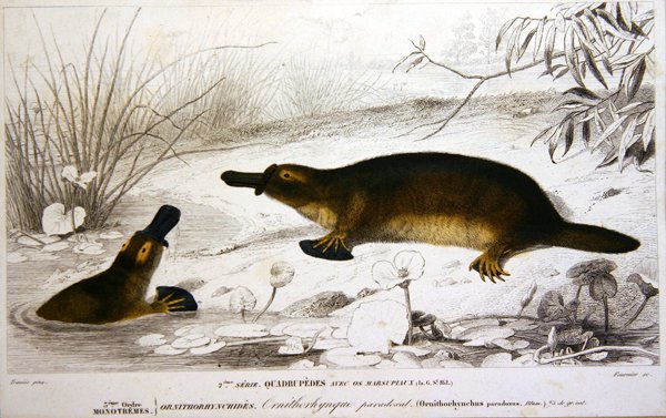 Ornitorrincos, ilustración del 