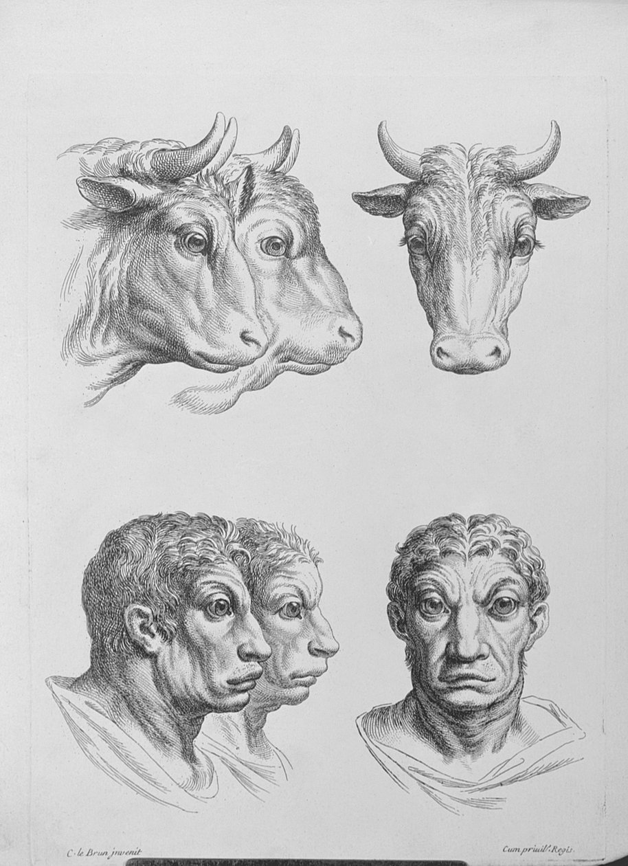 Similitudes entre la Cabeza de un Buey y un Hombre, del 