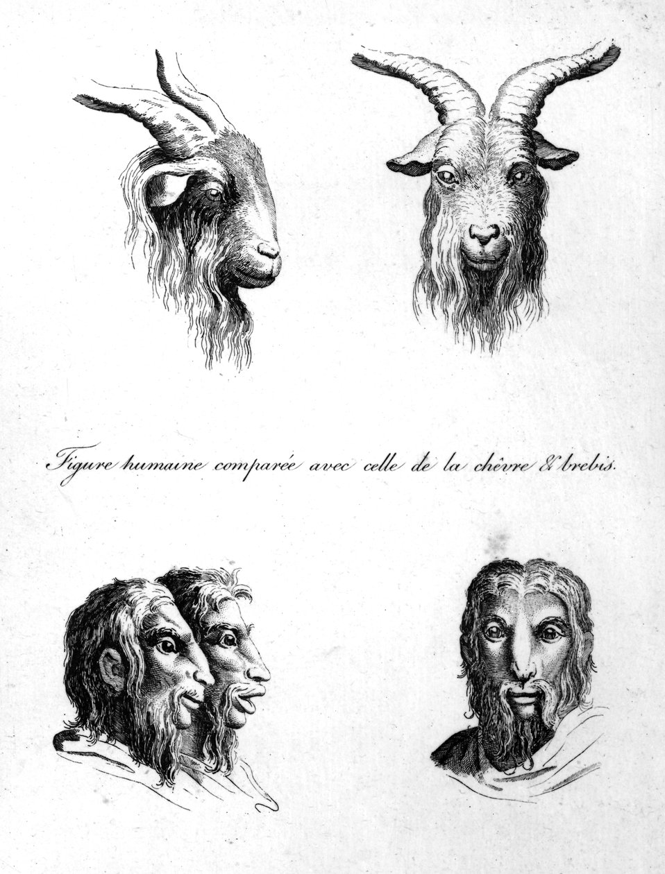 Similitudes entre la cabeza de una cabra y un hombre, de 