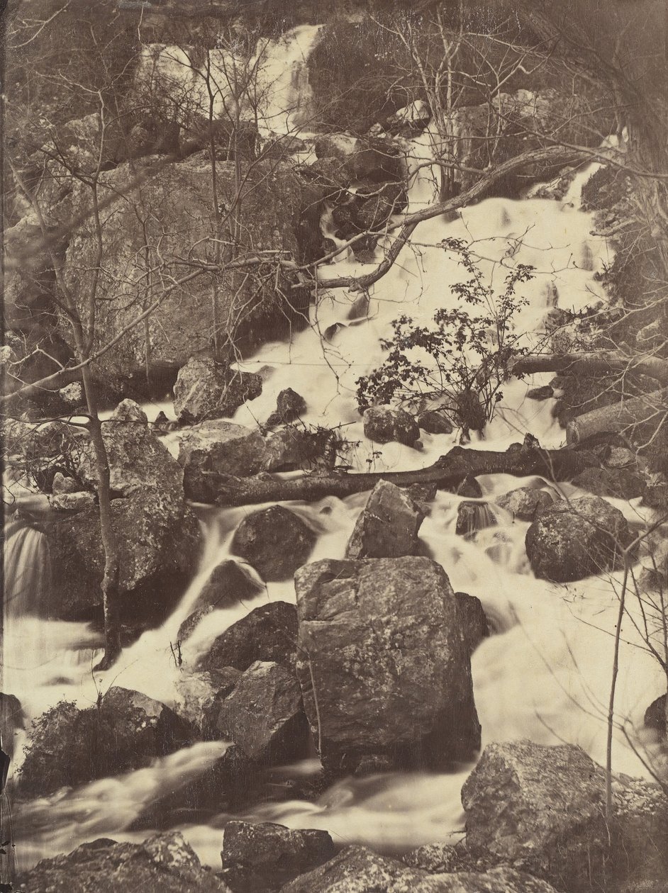 [Árboles y cascadas] de Charles Nègre