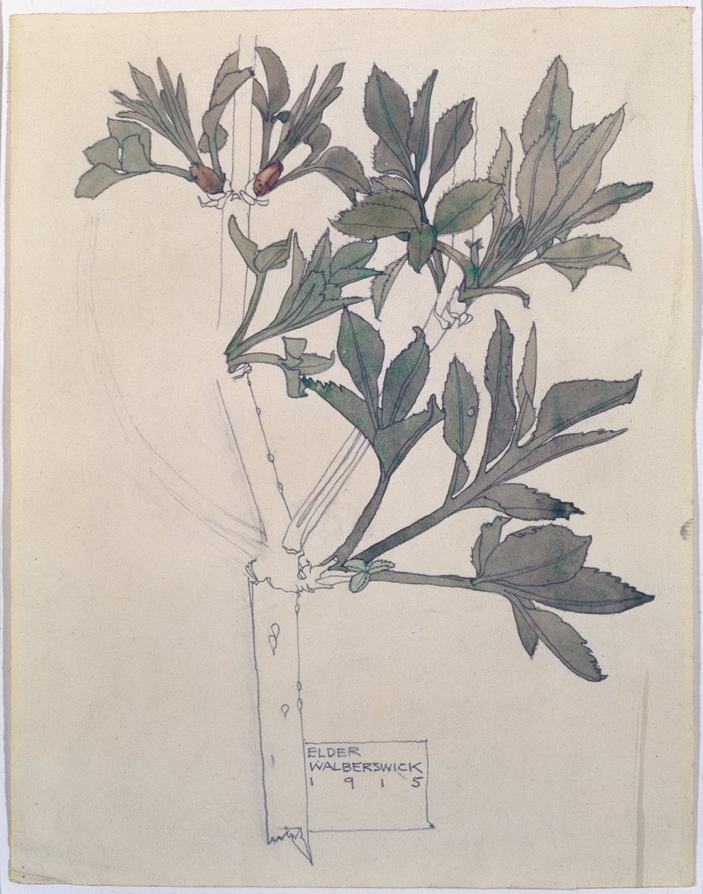 Elder, Walberswick, 1915 de Charles Rennie Mackintosh