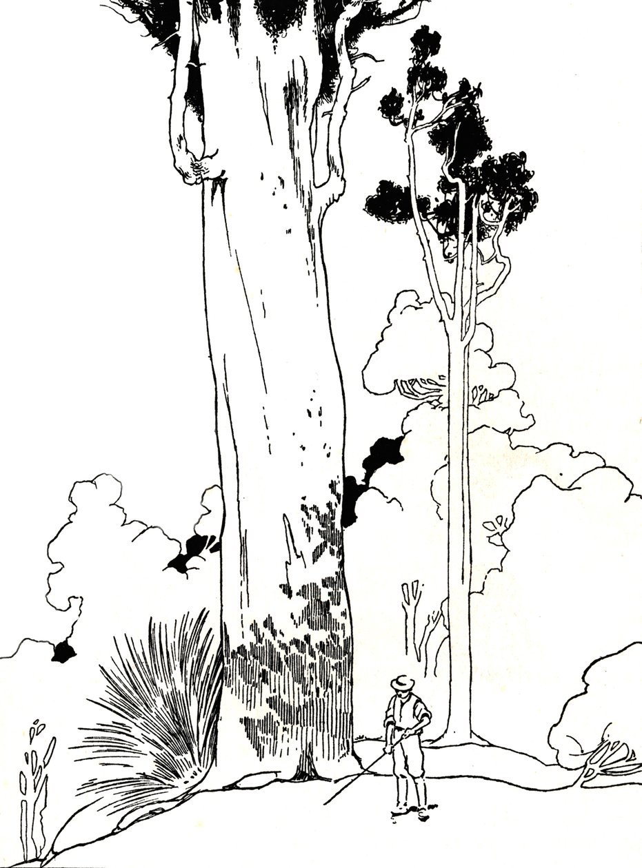 Un árbol de Kauri, 1912 de Charles Robinson