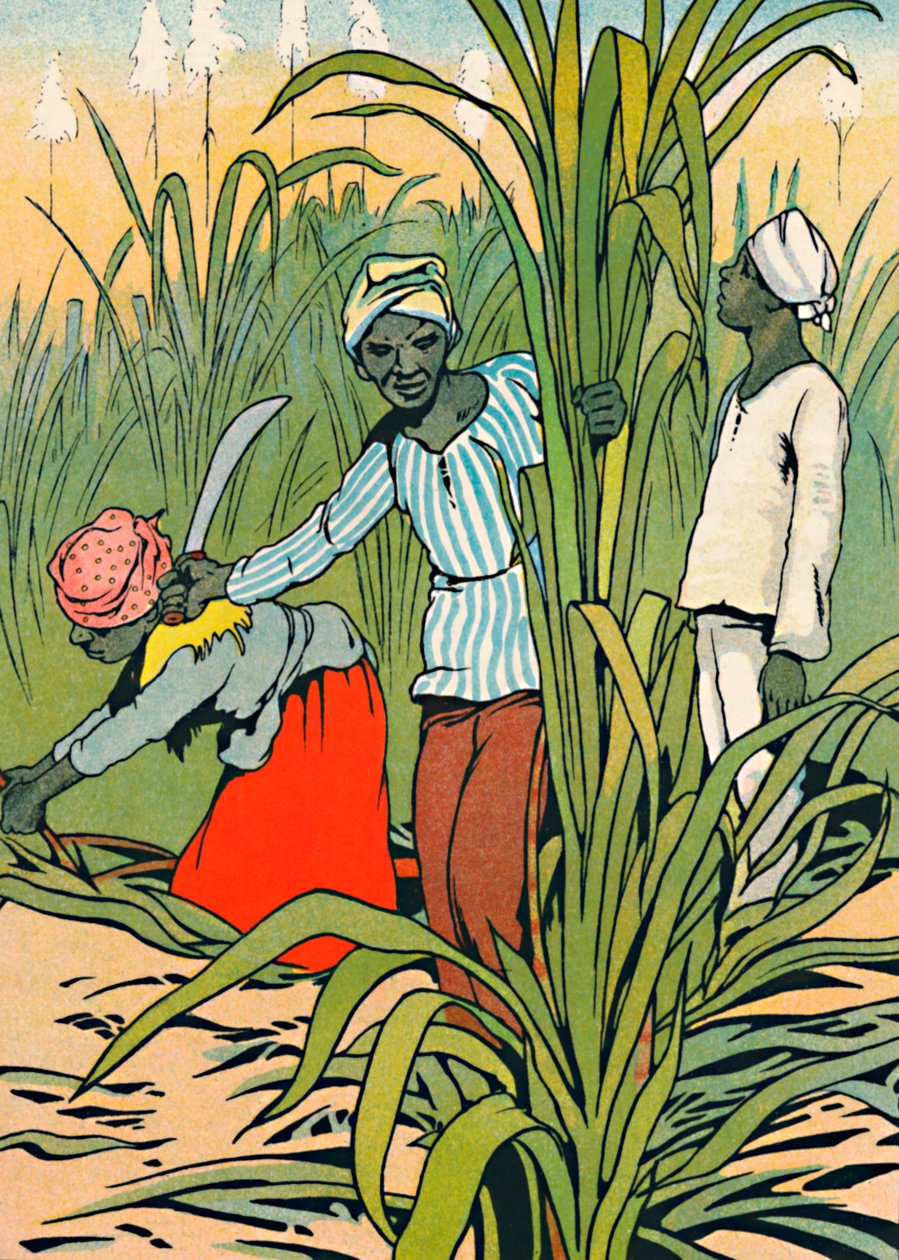Trabajando entre las cañas de azúcar, 1912 de Charles Robinson