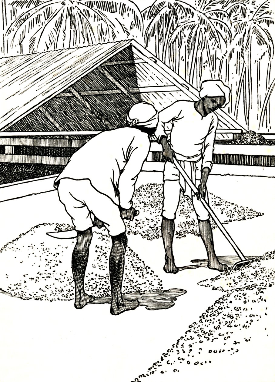 Secando el cacao, 1912 de Charles Robinson