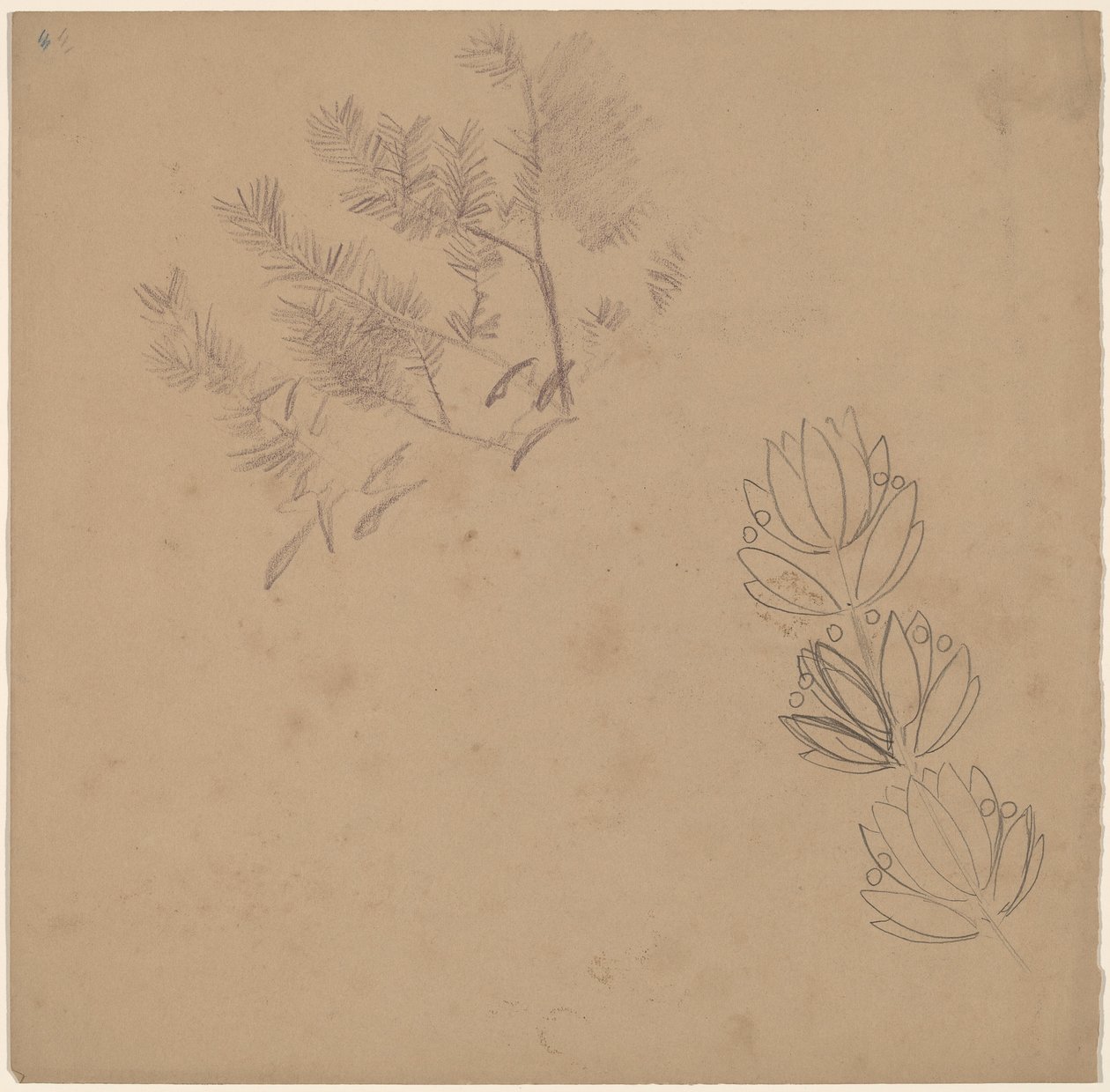 Estudio para un diseño de borde con un boceto de un árbol de Charles Sprague Pearce