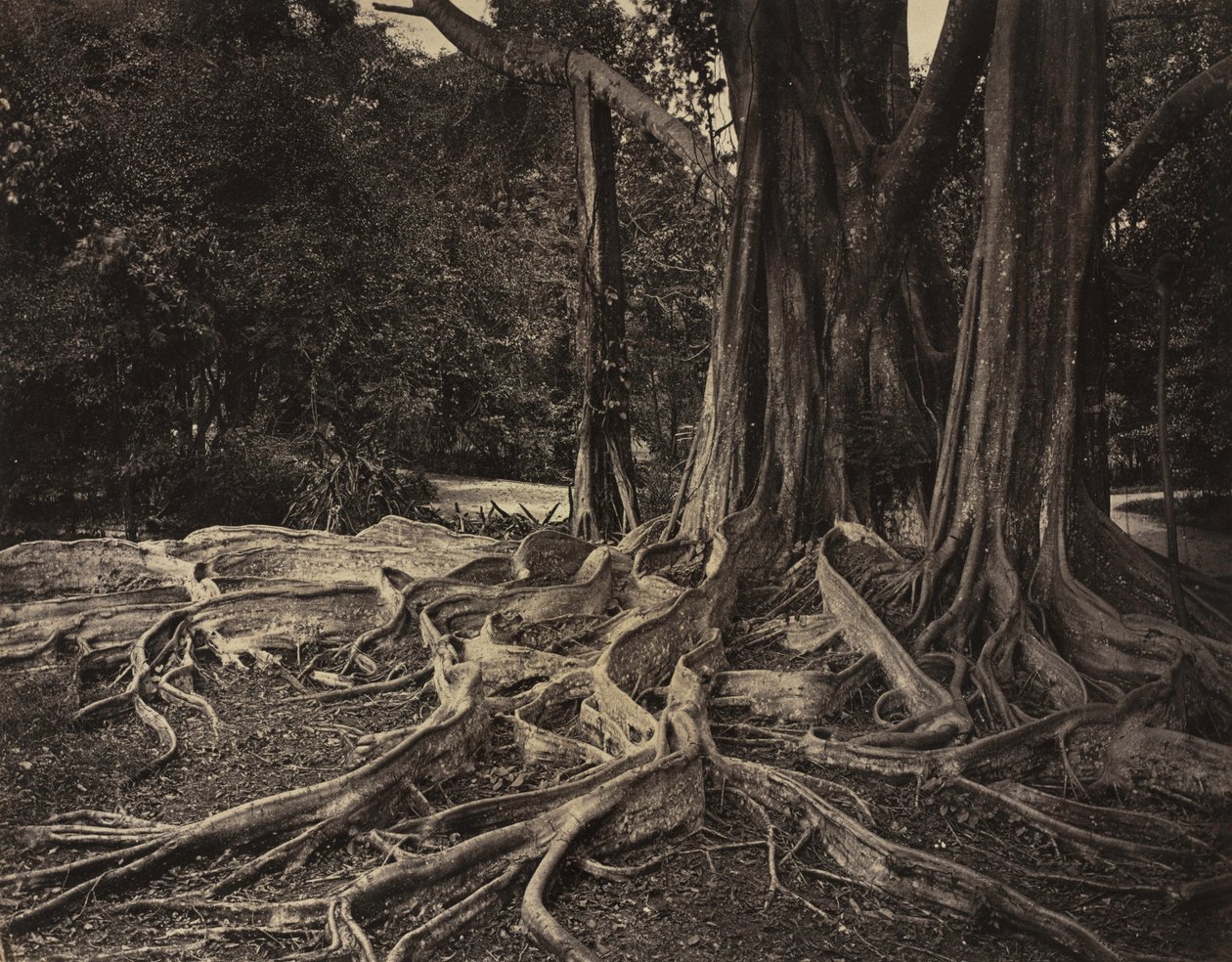 Rubber Tree, Assam, India (Ficus Elastica) de Charles T. Scowen