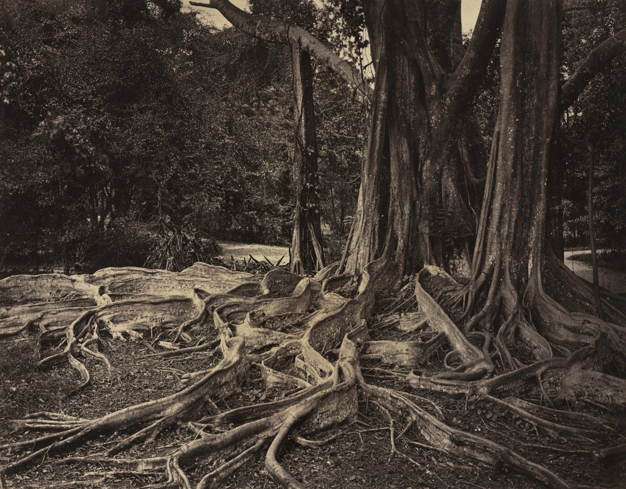 Árbol de Caucho, Assam, India Ficus Elastica, c.1880s de Charles T. Scowen