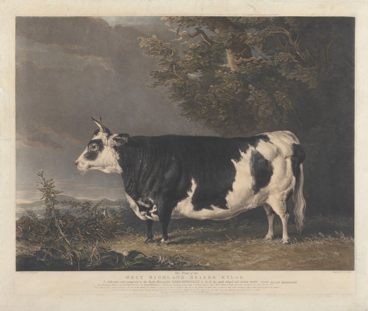 Novilla de raza West Highland Kyloe de Charles Turner