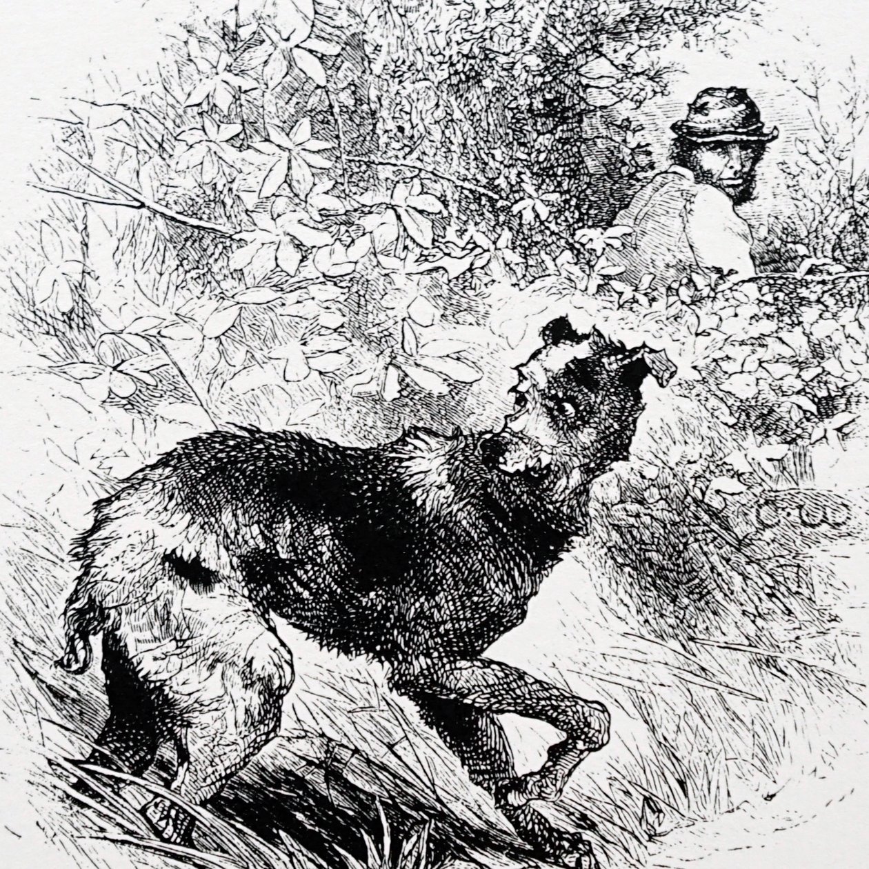 Un cazador furtivo con su galgo de Charles Whymper