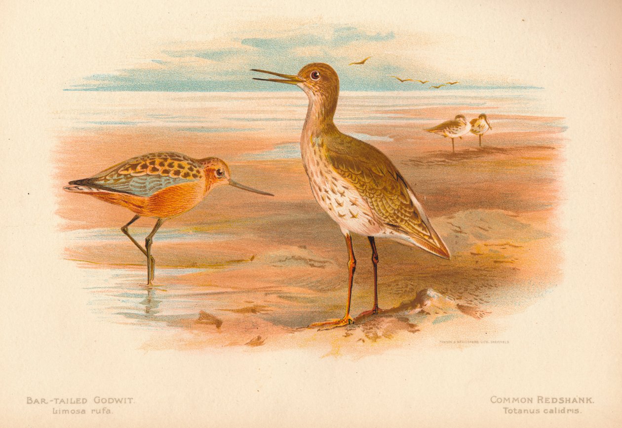 Aguja colinegra Limosa rufa, Archibebe común Totanus, 1900 de Charles Whymper