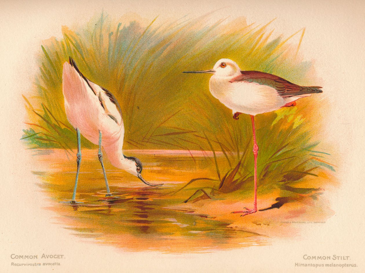 Avoceta Común Recurvirostra avocetta, Cigüeñuela Común Himantopus melanopterus de Charles Whymper