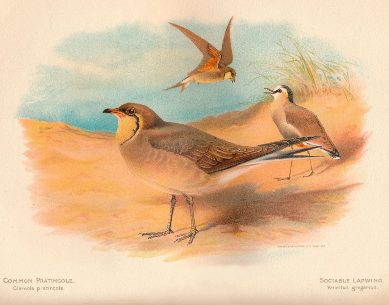 Canastera común Glareola pratincola, Avefría sociable Vanellus gregarius, 1900 de Charles Whymper