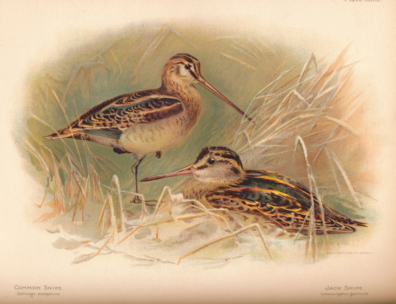 Agachadiza común Gallinago scolopacina, Agachadiza chica Limnocryptes gallinula, 1900 de Charles Whymper