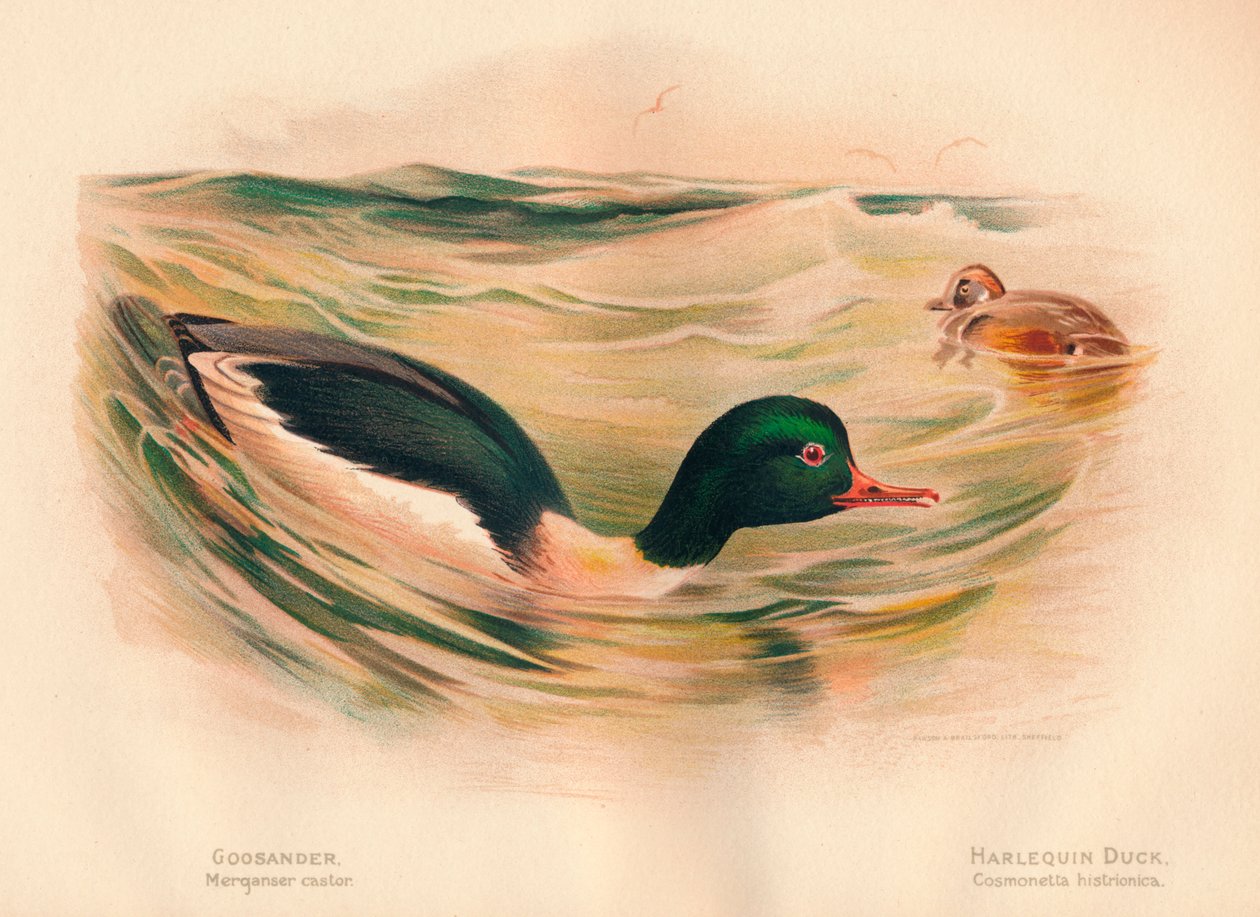 Serreta Merganser castor, Pato Arlequín Cosmonetta histrionica de Charles Whymper