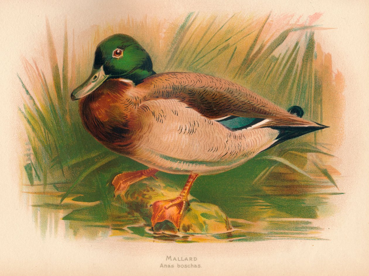 Ánade real Anas boschas, 1900, 1900 de Charles Whymper