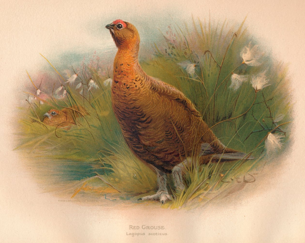 Perdiz roja Lagopus scoticus, 1900 de Charles Whymper