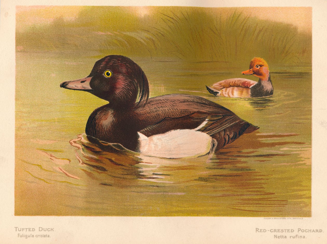 Porrón Moñudo Fuligata cristata, Pato Colorado Netta rufina, 1900, 1900 de Charles Whymper