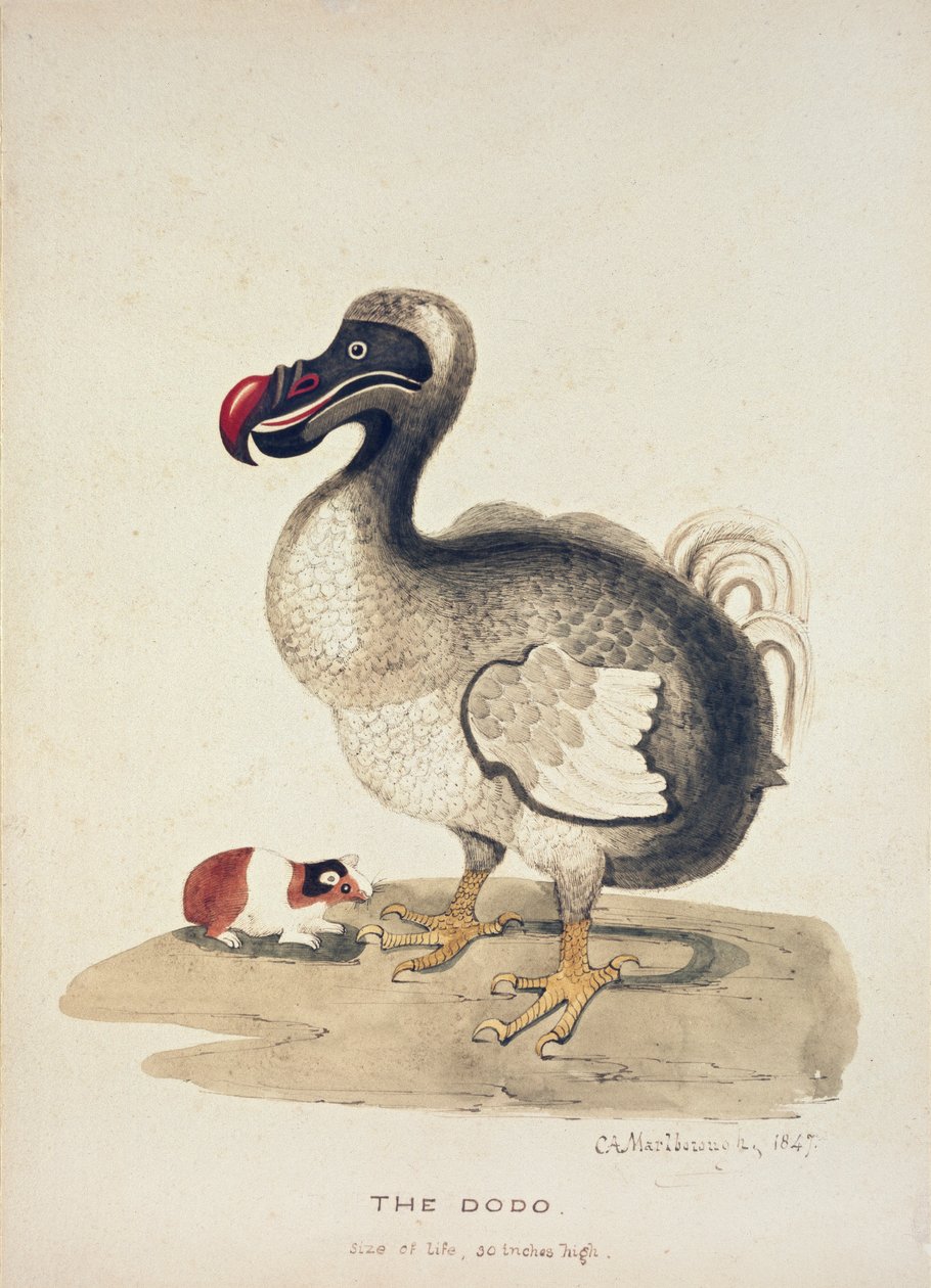 Estudio de un dodo y un conejillo de indias de Charlotte Augusta Spencer Churchill