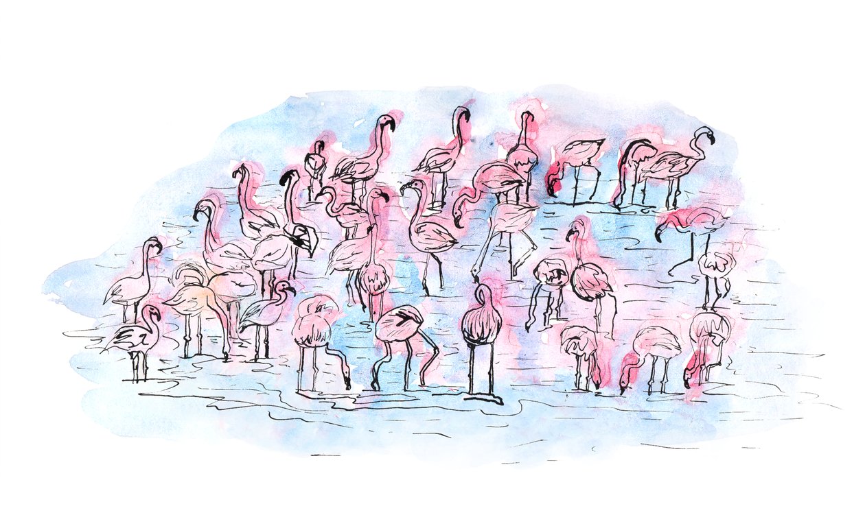 Flamencos 2, 2018 de Charlotte Orr
