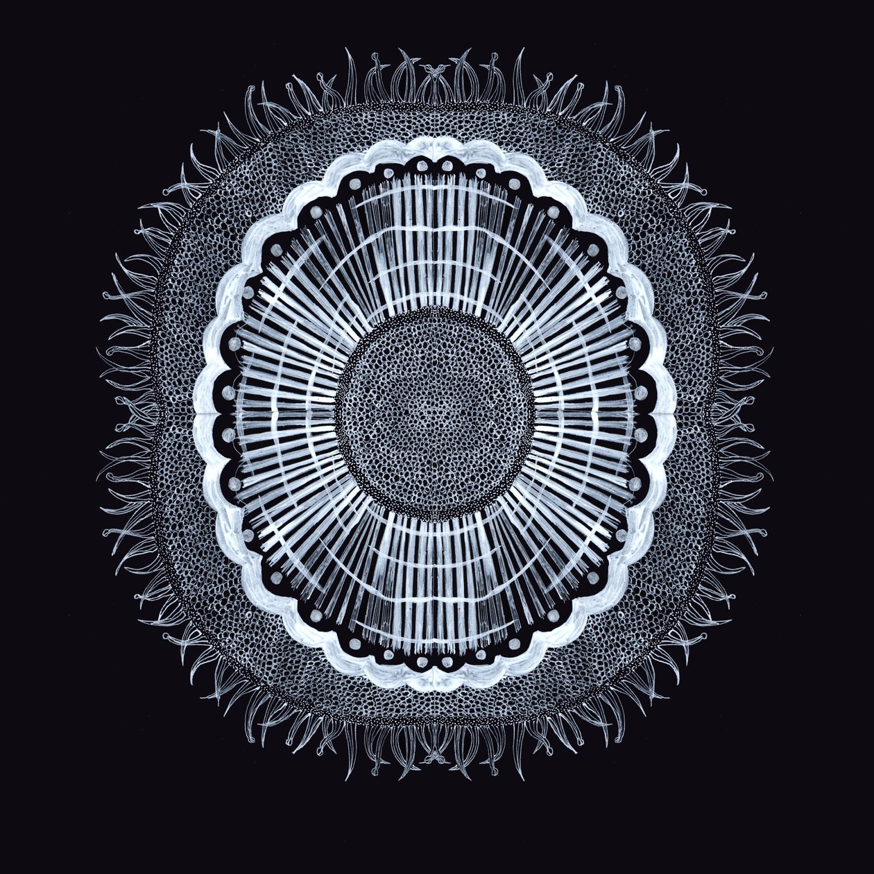 Célula Vegetal 0.2, 2019 de Charlotte Orr