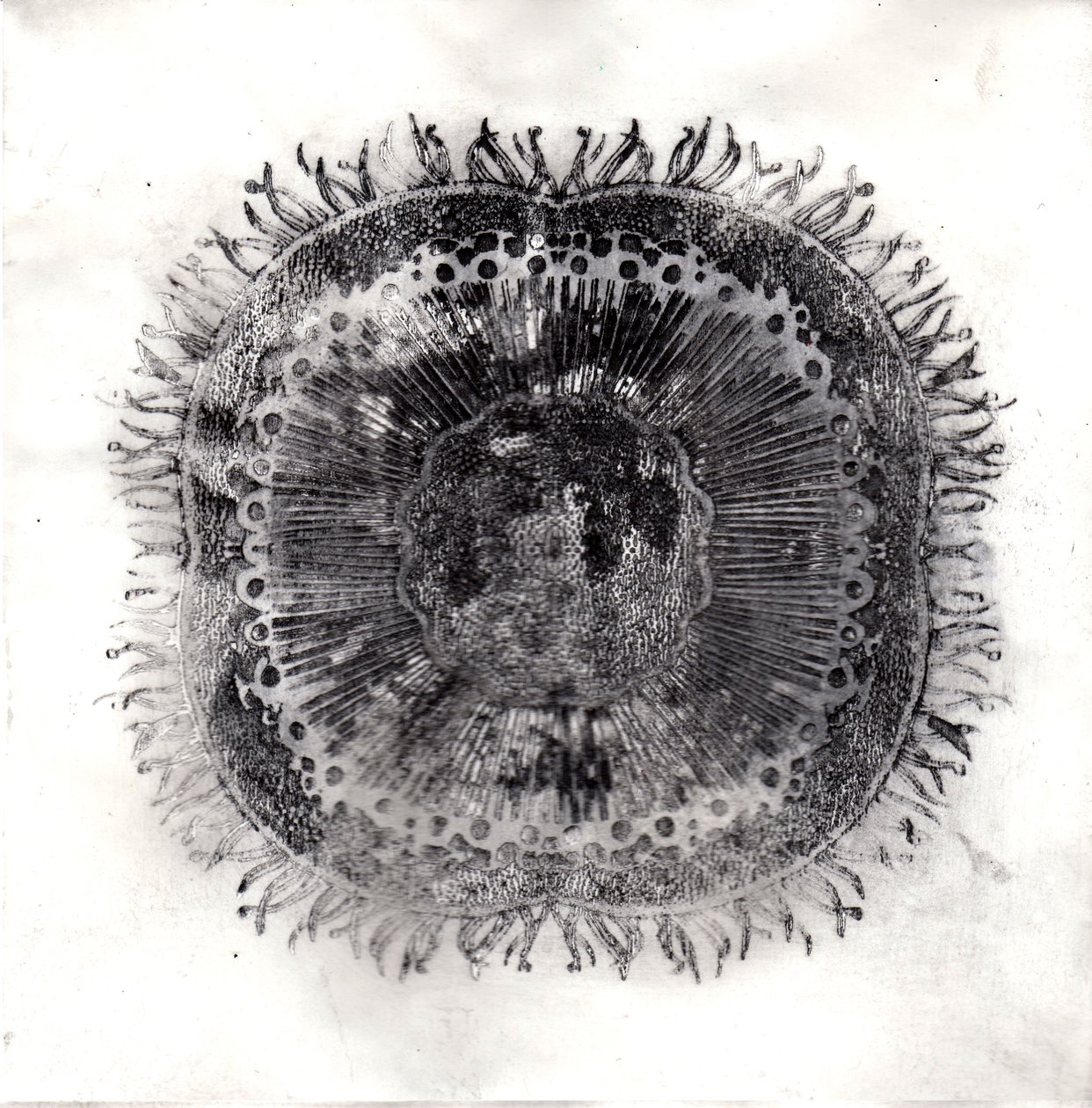 Células vegetales, 2019 de Charlotte Orr