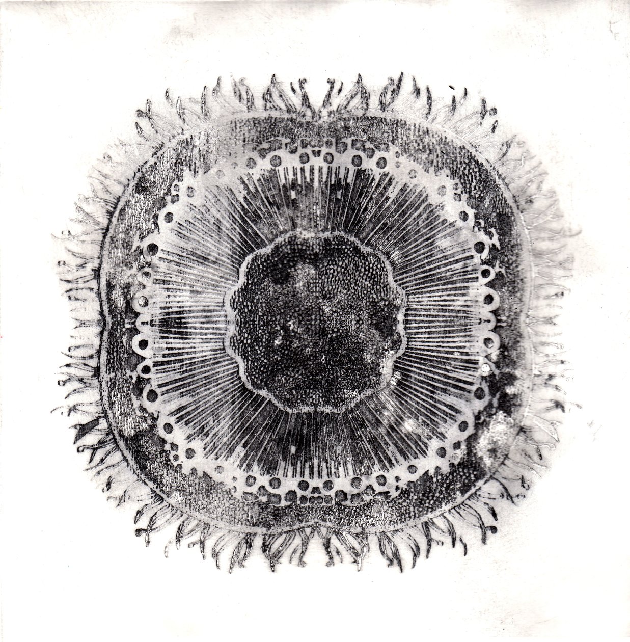Células Vegetales, 2019 de Charlotte Orr