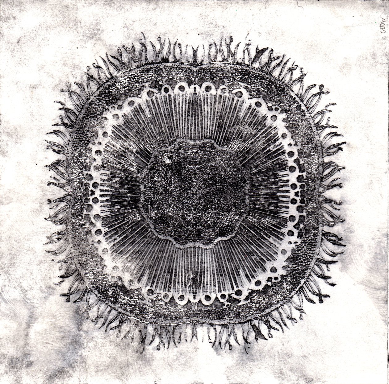 Células Vegetales, 2019 de Charlotte Orr