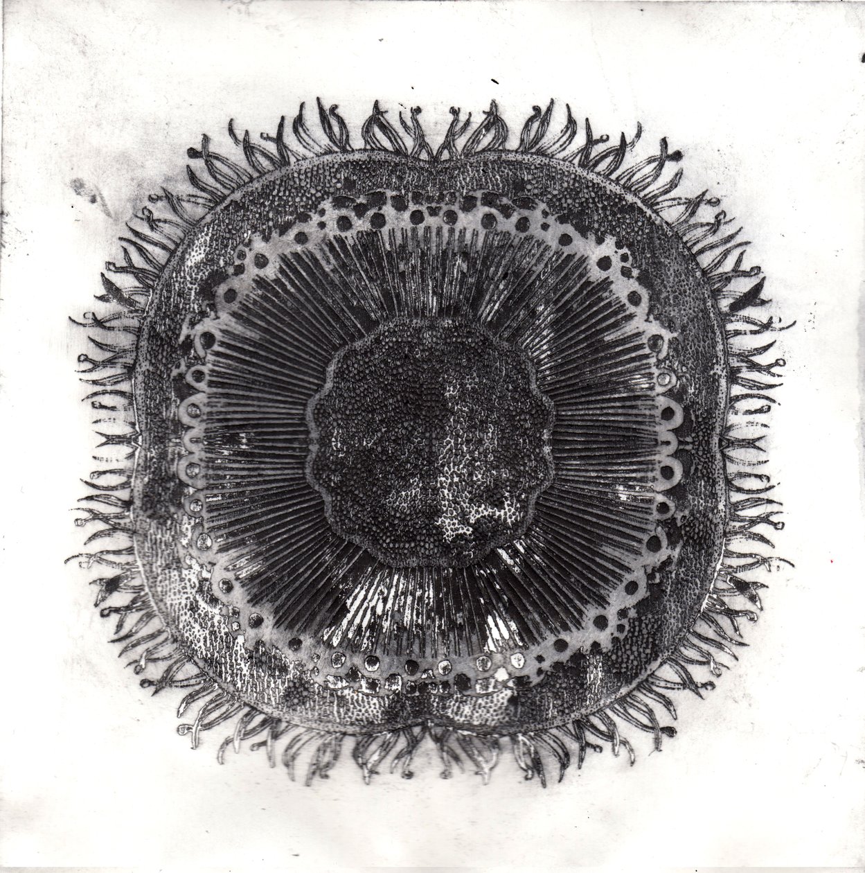 Células Vegetales, 2019 de Charlotte Orr