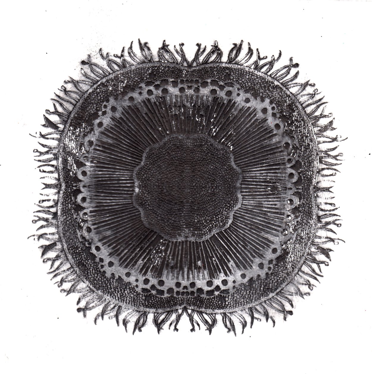 Células Vegetales, 2019 de Charlotte Orr