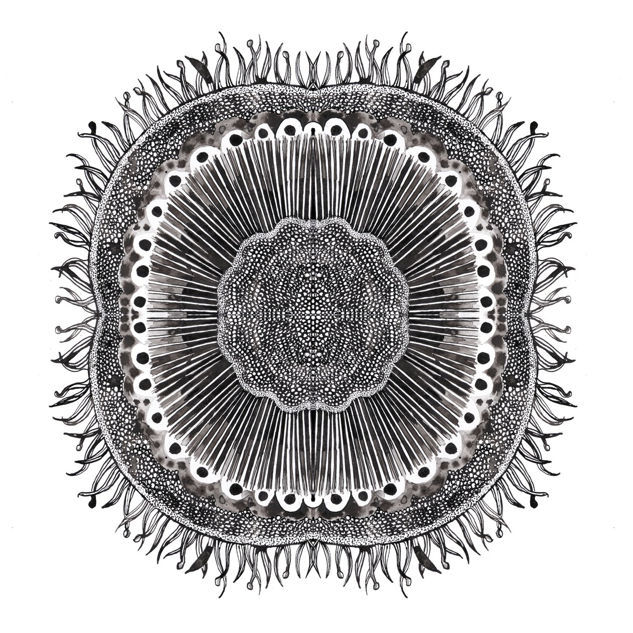Células Vegetales de Charlotte Orr