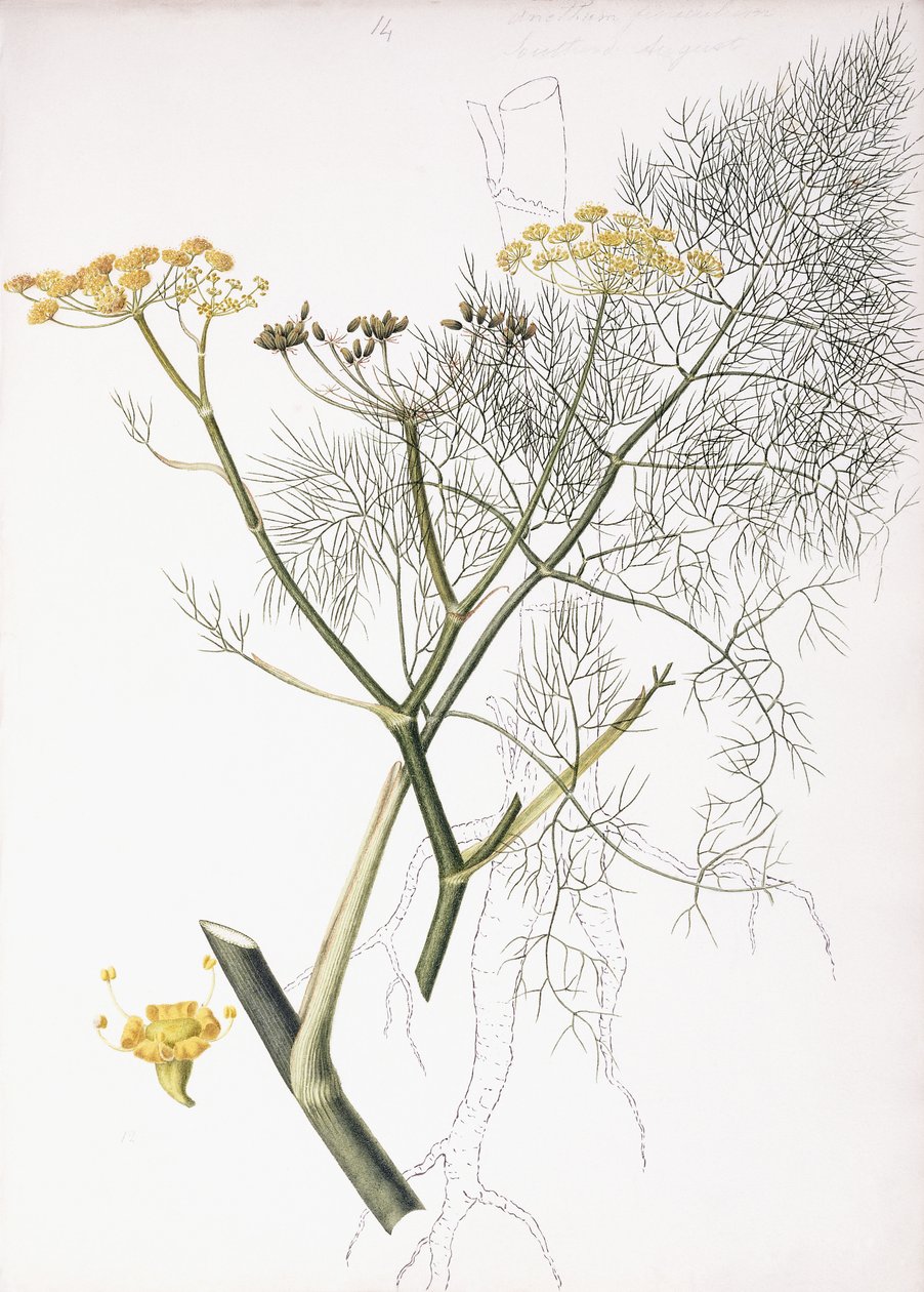 Estudio botánico, 1822-1845 de Charlotte Strickland