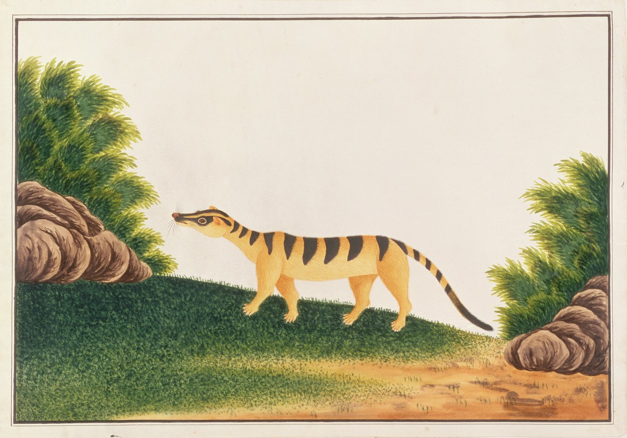 Civeta de Palma Rayada, de Dibujos de Animales, Insectos y Reptiles de Malaca, c.1805-18 de Chinese School