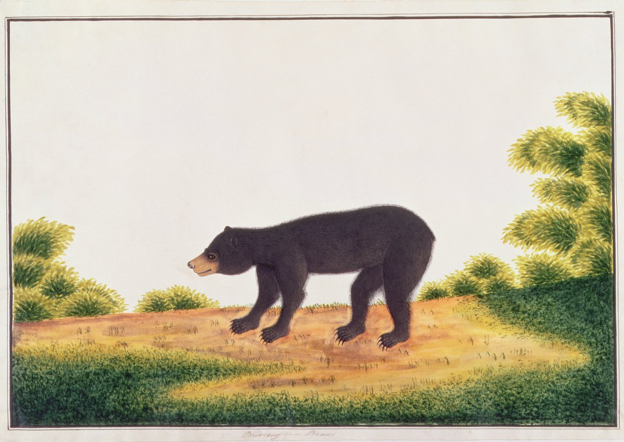 Oso, Broo-ang, de Dibujos de Animales, Insectos y Reptiles de Malaca, c.1805-18 de Chinese School
