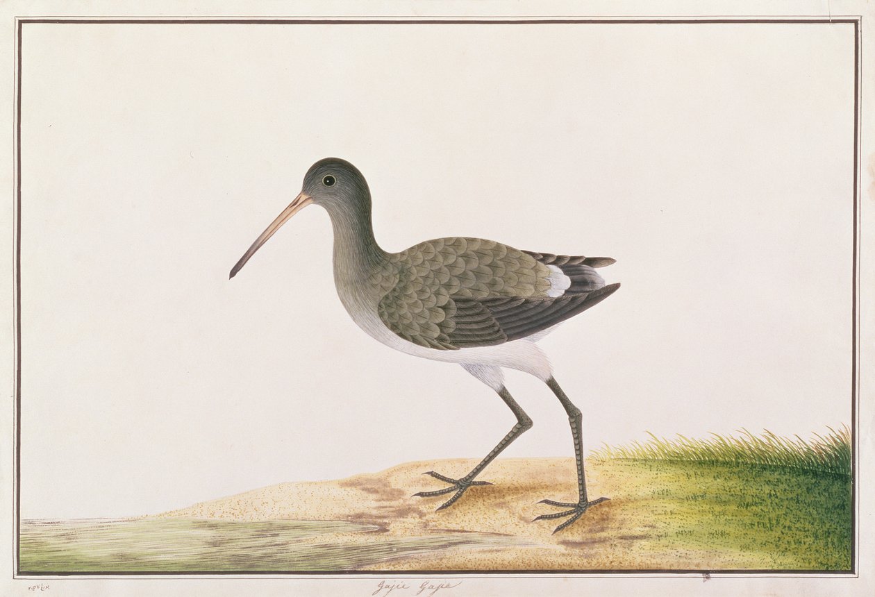 Aguja Colinegra, de Dibujos de Aves de Malaca, c.1805-18 de Chinese School