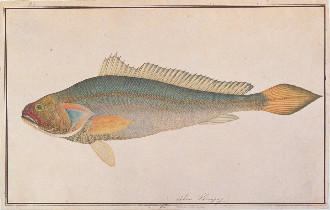 Bronce Croaker, de Dibujos de Peces de Malaca, c.1805-18 de Chinese School