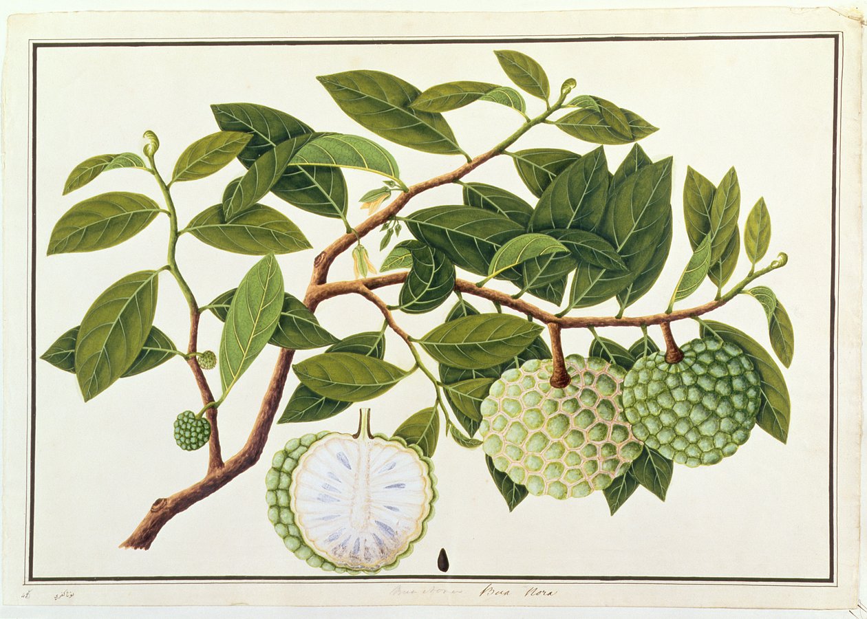 Bua Nora, de Dibujos de Plantas de Malaca, c.1805-18 de Chinese School