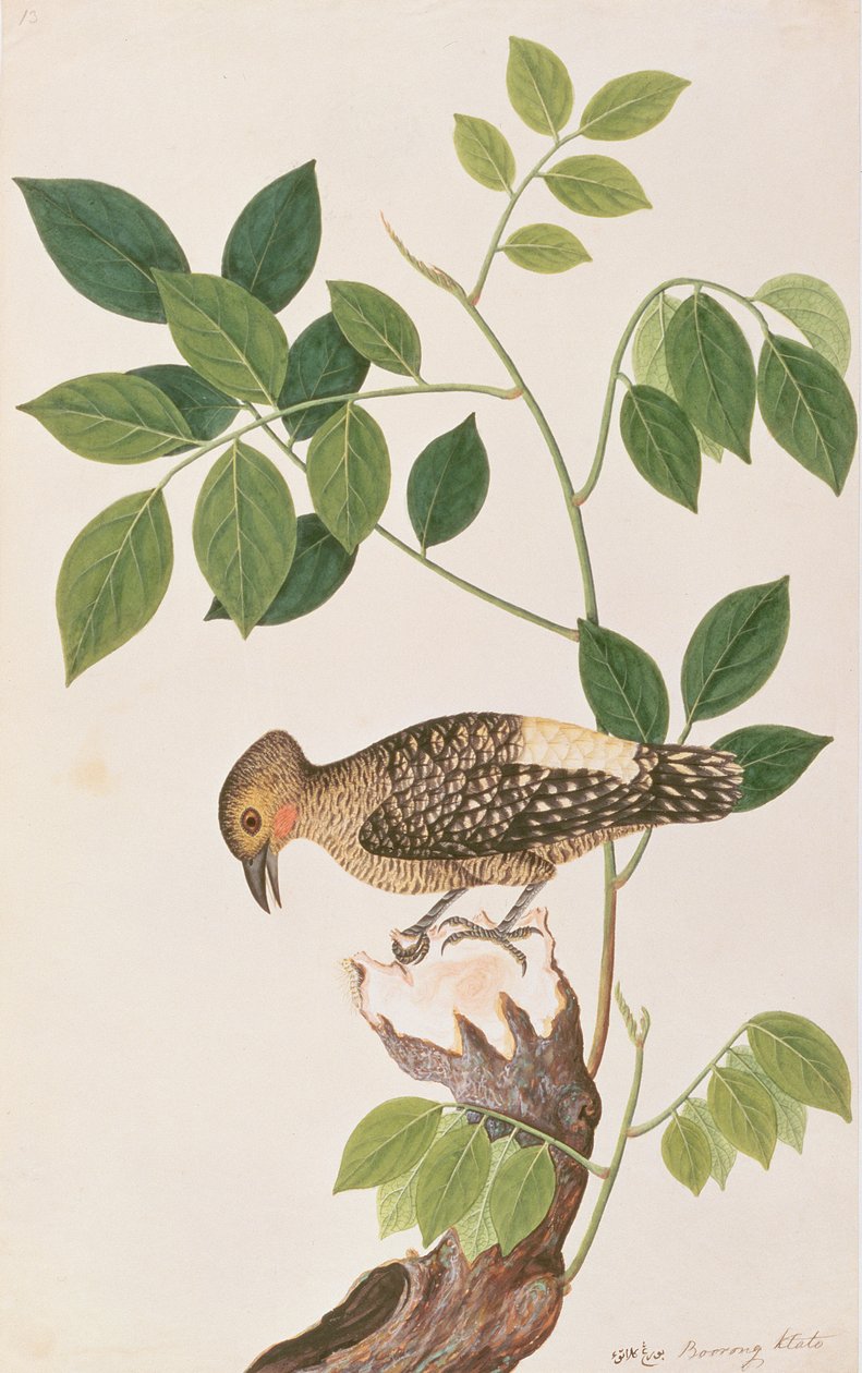 Pico de Madera de Rabadilla Buff, de Dibujos de Aves de Malaca, c.1805-18 de Chinese School