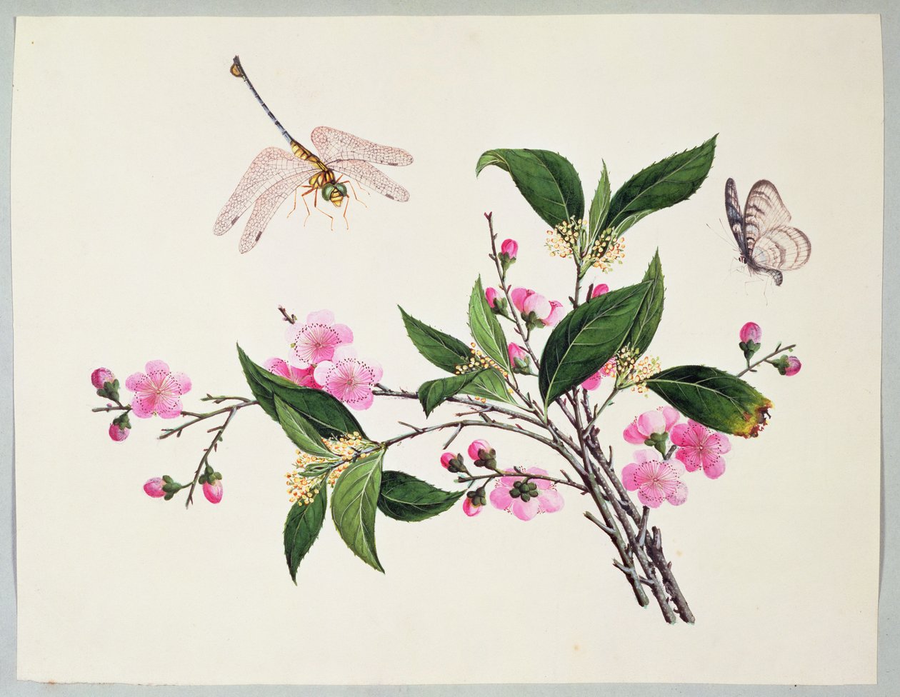 Flor de cerezo, libélula y mariposa de Chinese School