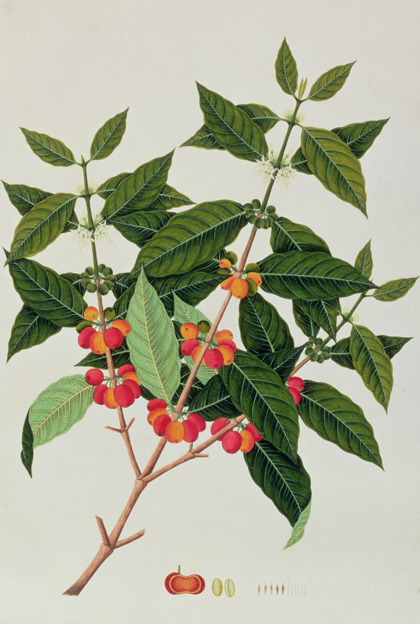 Café, de Dibujos de Plantas de Malaca, c.1805-18 de Chinese School