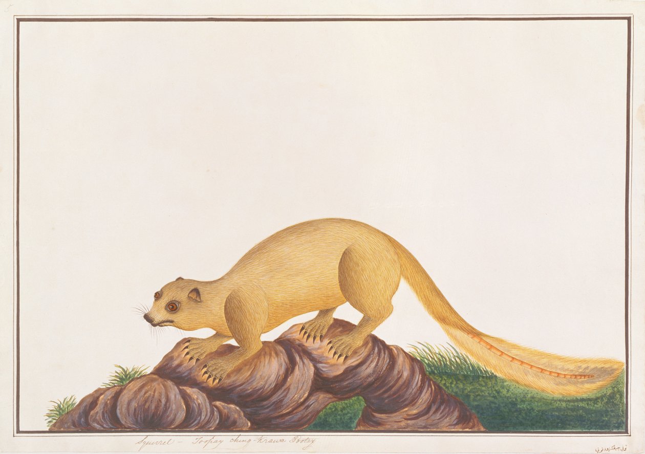 Ardilla Gigante de Color Crema, de Dibujos de Animales, Insectos y Reptiles de Malaca, c.1805-18 de Chinese School
