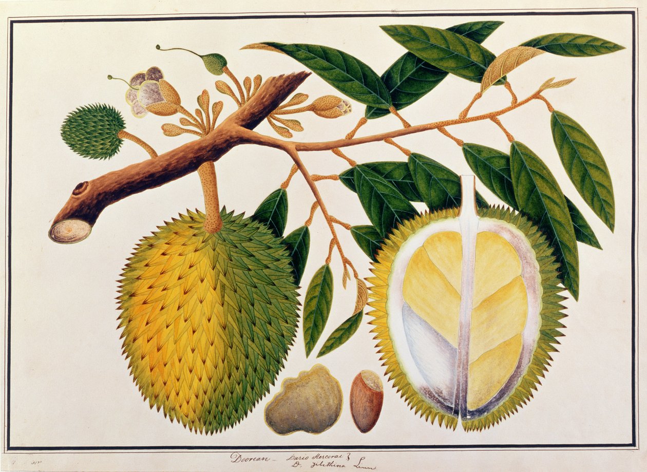 Doorean o Durio Hercorae, de Dibujos de Plantas de Malaca, c.1805-18 de Chinese School